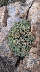 Ericameria cuneata macrocephala