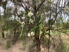Melaleuca irbyana