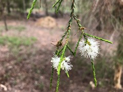 Melaleuca irbyana
