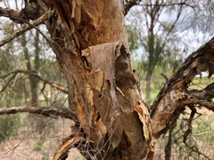 Melaleuca irbyana