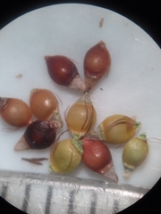 Rhynchospora wrightiana