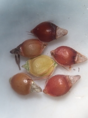 Rhynchospora wrightiana