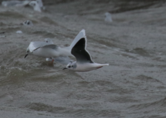 Hydrocoloeus minutus