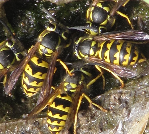 Western Yellowjacket