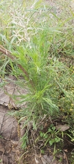 Artemisia scoparia