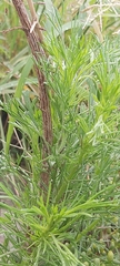 Artemisia scoparia