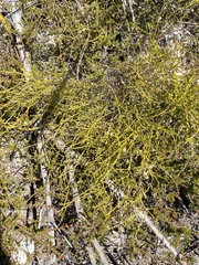 Coleonema juniperinum
