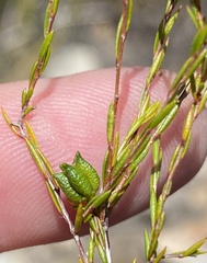 Coleonema juniperinum