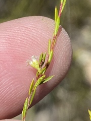 Coleonema juniperinum