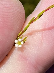 Coleonema juniperinum