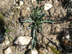 Lichtensteinia