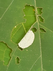 Mooreana trichoneura