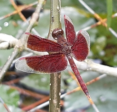Neurothemis fluctuans