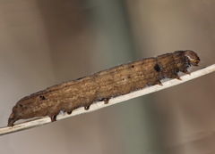 Noctua fimbriata