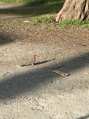 Streptopelia senegalensis