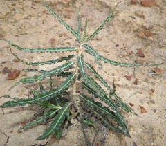 Xysmalobium gomphocarpoides