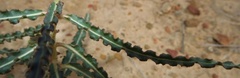 Xysmalobium gomphocarpoides