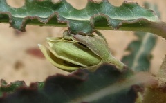 Xysmalobium gomphocarpoides