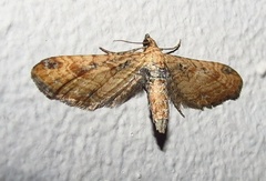 Hebdomophruda