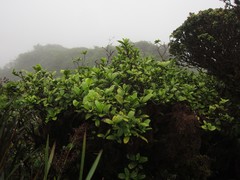 Kadua munroi