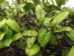 Kadua munroi