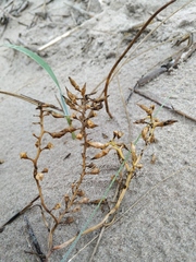 Cakile maritima baltica