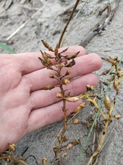 Cakile maritima baltica