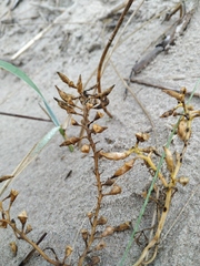 Cakile maritima baltica