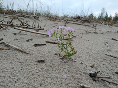 Cakile maritima baltica