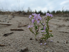 Cakile maritima baltica