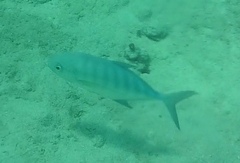 Carangoides