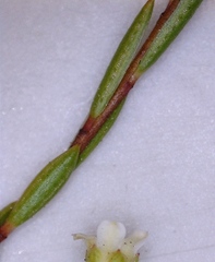 Coleonema juniperinum