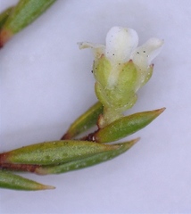 Coleonema juniperinum