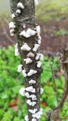 Schizophyllum amplum