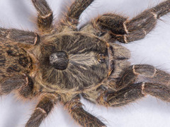 Ceratogyrus darlingi