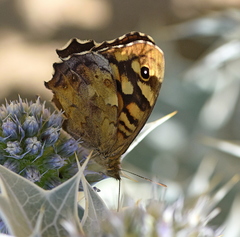 Pararge aegeria tircis