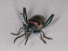 Sagra bicolor