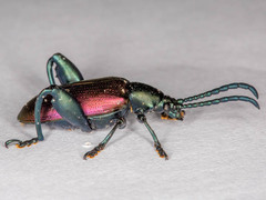 Sagra bicolor