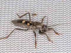 Ectomocoris quadrimaculatus