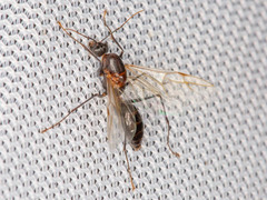 Camponotus mystaceus