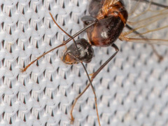 Camponotus mystaceus