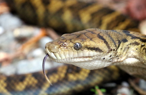 Australian Scrub Python sighting