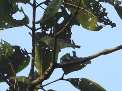 Phylloscopus trochiloides