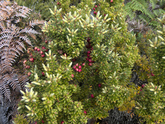 Leptecophylla robusta