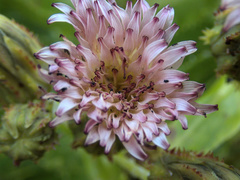 Sonchus grandifolius