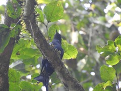 Surniculus dicruroides