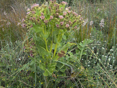 Sonchus grandifolius