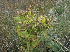 Sonchus grandifolius