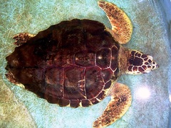 Caretta caretta