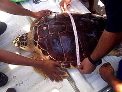 Caretta caretta